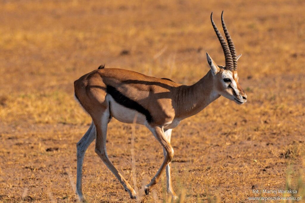 animals in amboseli national park
