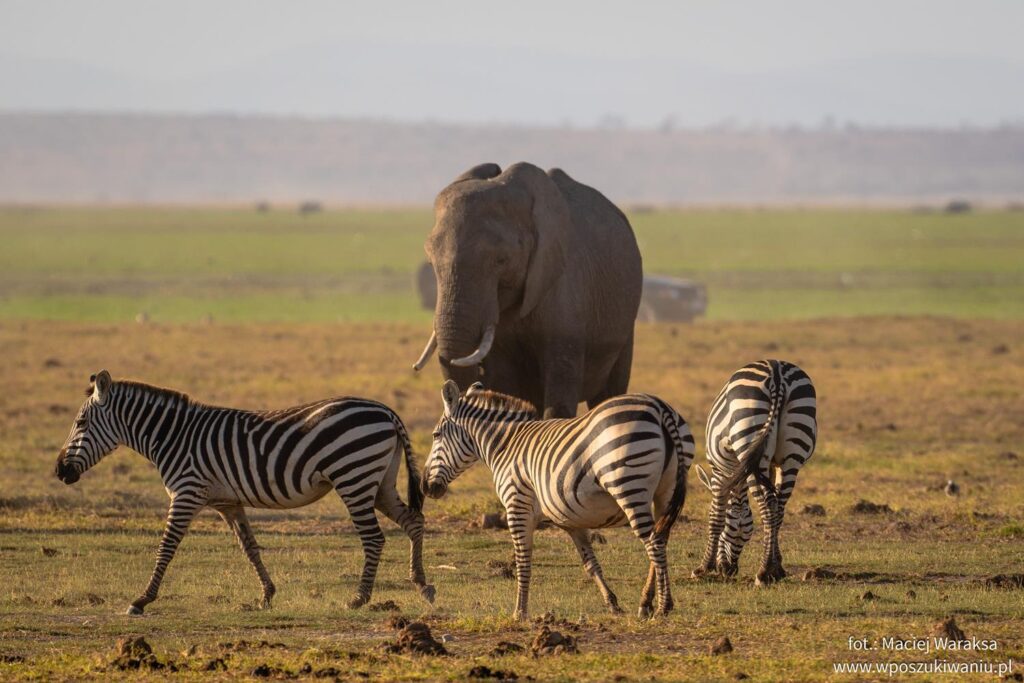 animals in amboseli national park