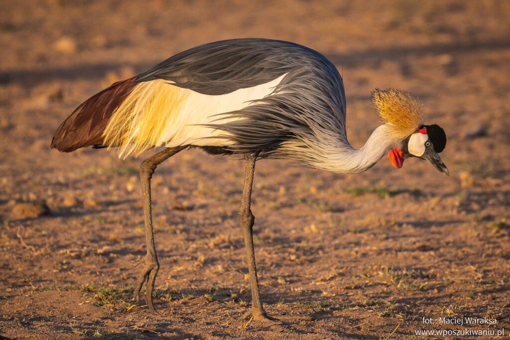 birds in amboseli national park