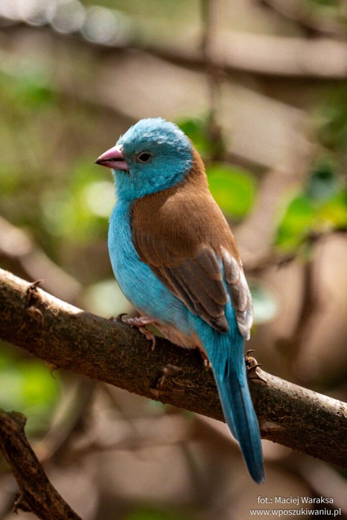 birds in amboseli national park