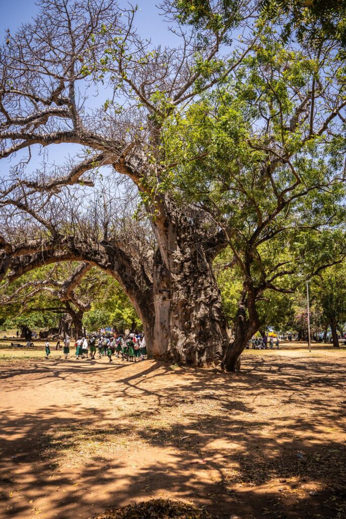 Baobab Park