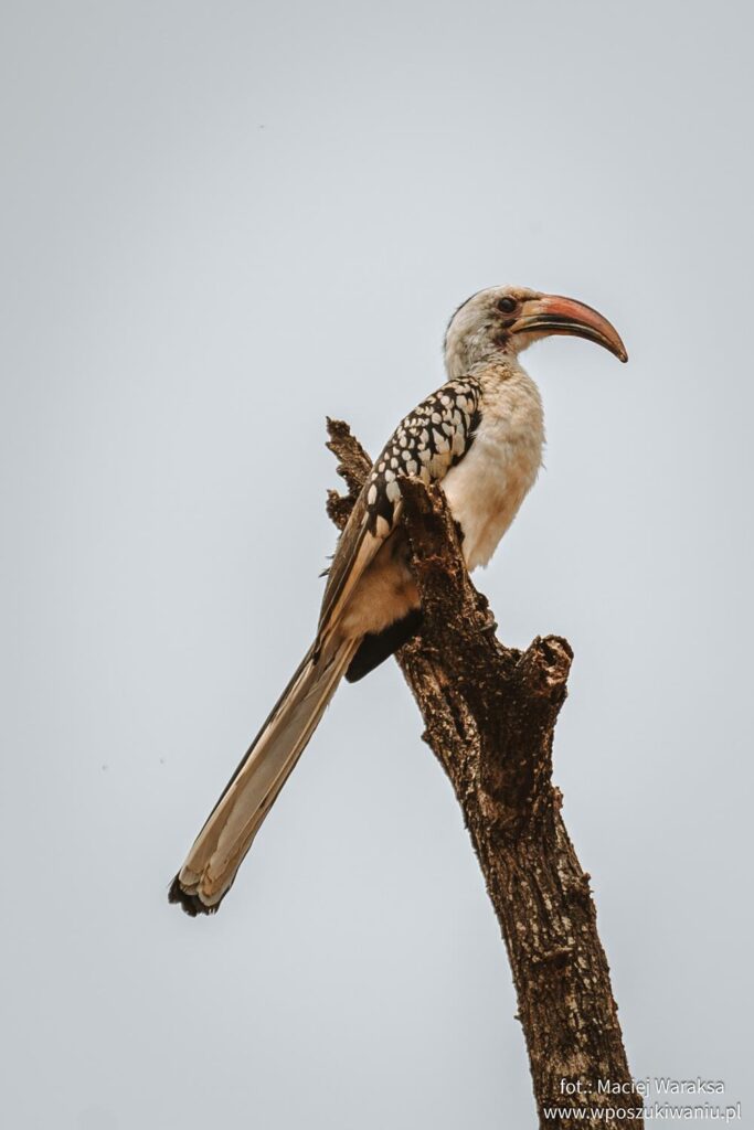 birds in tsavo west