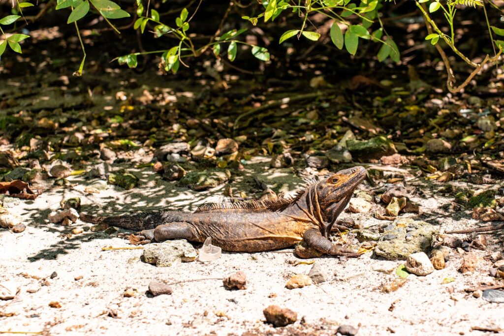 Isla Iguana