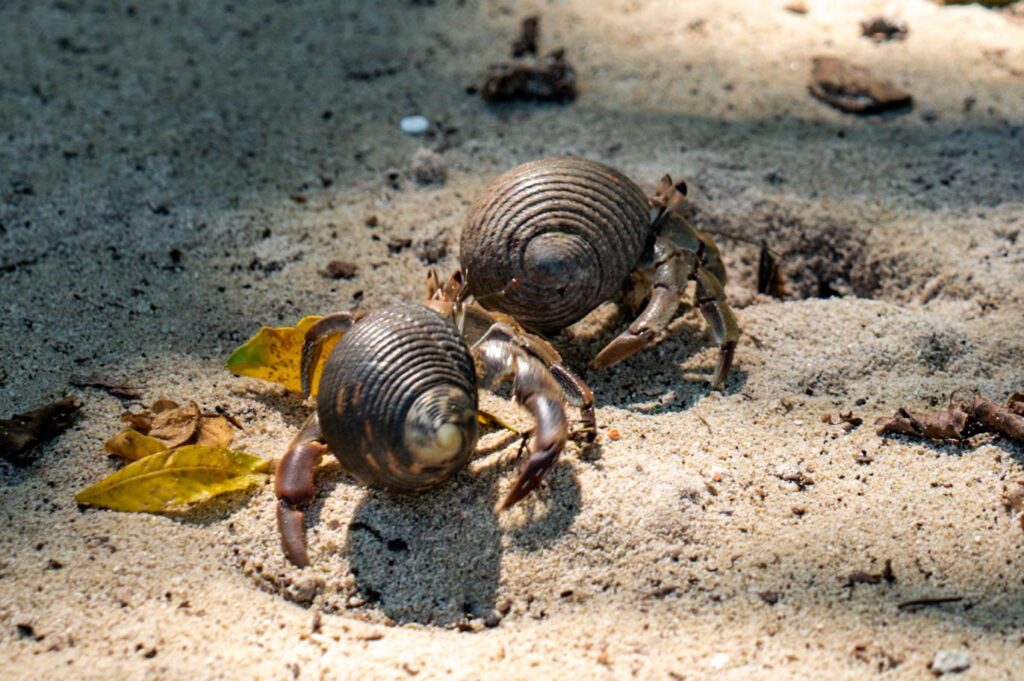 Isla Iguana